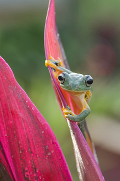 Green tree frog on a leaf, West Java, Indonesia