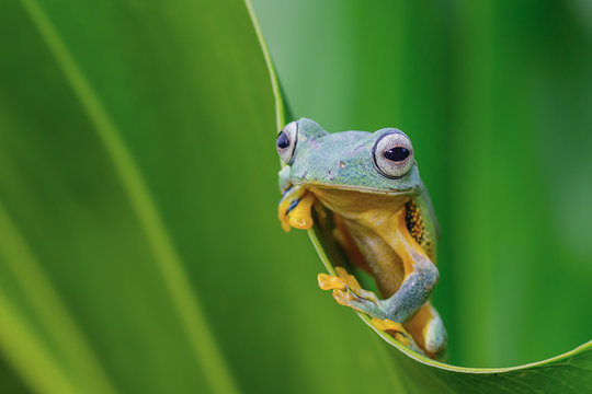Green tree frog on a leaf, West Java, Indonesia