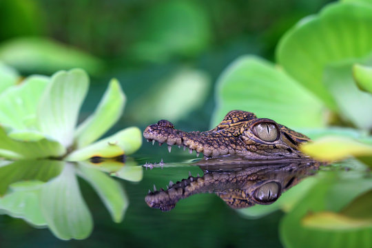 Crocodile in a river, Indonesia