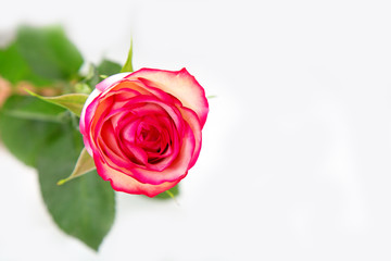 Close-up of a pink rose against a light background.
