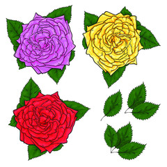 Set of three roses and groups of leaves, vector hand drawn sketch illustration of realistic roses isolated on white background