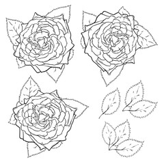 Vector line art set of roses and leaves, vector illustration isolated on white background