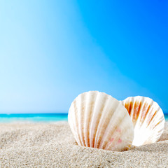 shell and beach 