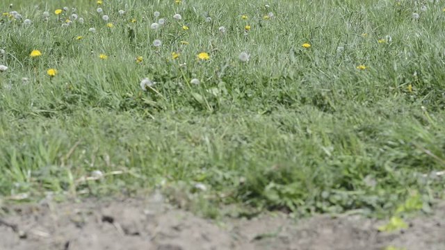 lawnmower at a greenfield