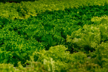Green lettuce in hydroponics farm