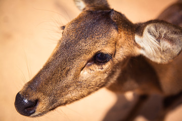 deer