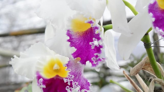 orchids. flower, plant, orchid