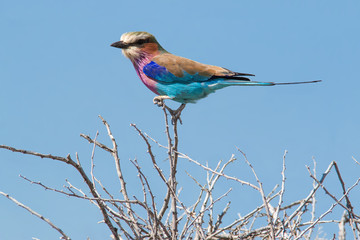 Gabelracke -  bunter Vogel auf Dornen Ast