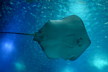 Big ray swimming in bright blue water