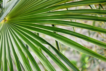 Fototapeta na wymiar Leaves and branches of a green tropical palm tree