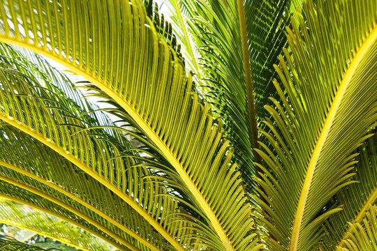 Leaves and branches of a green tropical palm tree
