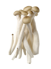 brown beech mushroom on white background 
