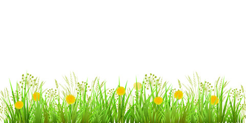 Green Grass, Dandelions and Chamomile. Long format Raster illustration