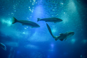 Fish swimming in clear blue water