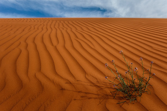 Plant growing in the desert, Riyadh, Saudi Arabia