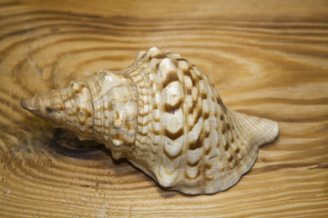 shell isolated on a wooden background