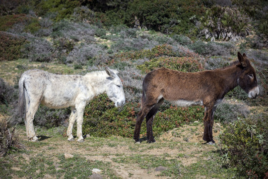 Side view of donkeys standing on grassy landscape