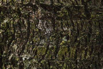 tree texture nature