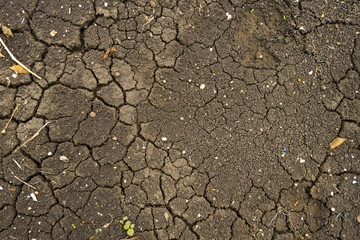 Clay soil during the dry season Surface exposed after flood.