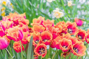 colorful blooming tulips background