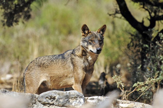 Fototapeta Iberischer Wolf (Canis lupus signatus) - Iberian wolf 
