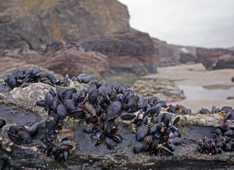 Blue mussels on Cornish beach