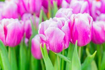 bright pink blooming tulips, floral background