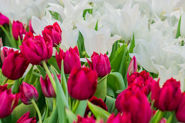floral background of red and white tulips in bloom