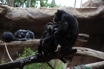 Chimpanzee family is having a rest together