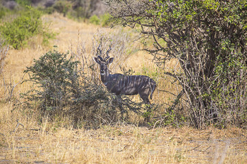Kudu in brush looking 3759