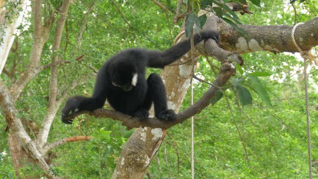 Northern Black Cheeked Gibbon Hangs on a Branch. Thailand.