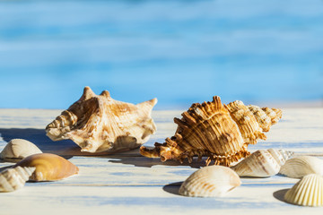 Obraz na płótnie Canvas Sea shells
