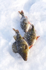 Winter fishing for perch off the ice.