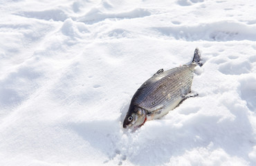 Ice fishing. Winter fishing