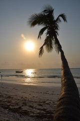 Cocotier de Zanzibar