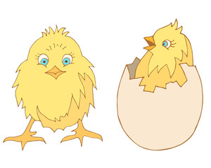 vector chicks. chicken in the shell