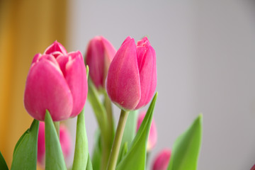 Bouquet of pink tulips on a light background. Holiday card.