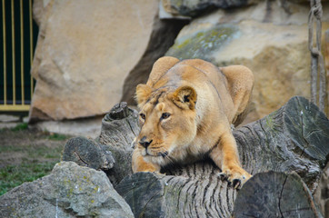 León en su hábitat © miguel10050