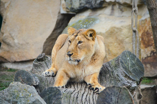 León en su hábitat