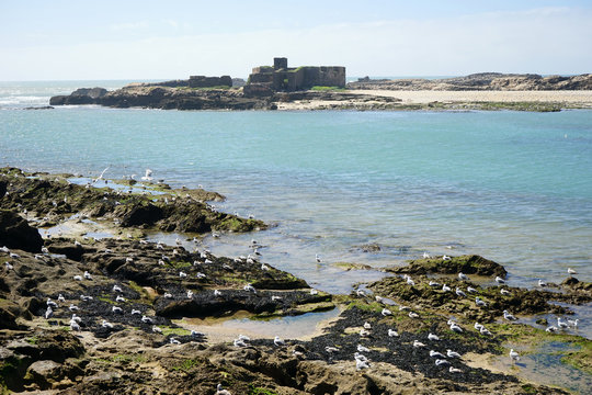 Seagulls and fort