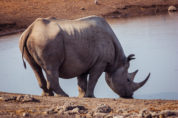 Obraz premium A Black Rhino at a watering hole in Etosha National Park, Namibia