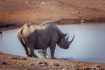 Obraz premium A Black Rhino at a watering hole in Etosha National Park, Namibia