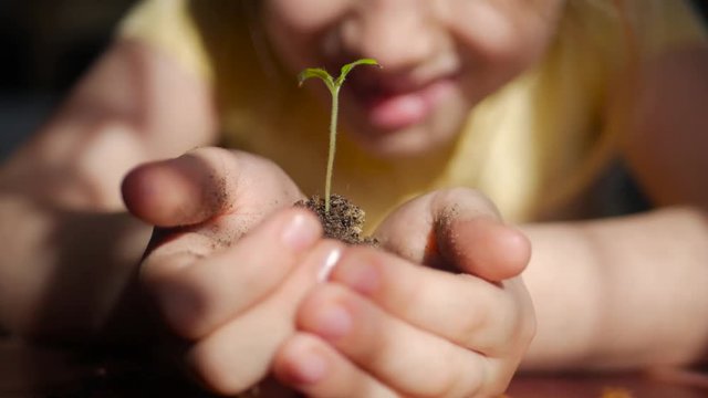 Girl holding young green plant in hands. Macro close up of baby hands holding small green plant. Ecology concept