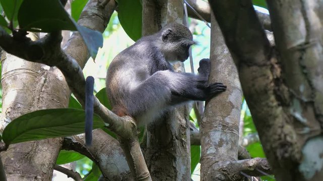 Syke's monkey (Cercopithecus mitis ssp. albogularis) in Jozani Forest on island of Zanzibar, Tanzania, Africa. Close up of feeding on leaves and fruits.