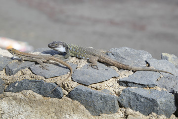 Tenerife Lizard or Western Canaries Lizard (Gallotia galloti), Tenerife, Canary Islands, Spain