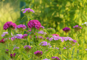 The several plants of sweet william (Dianthus barbatus) are in a garden. The blossomed pink and violet flowers are during their blossoming. A lot of Turkish carnation are on a natural green background