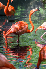 Red flamingo from south America