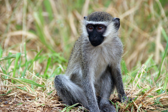 Portrait eines Colobus-Affen in Uganda Afrika