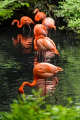 Fotobehang Flamingo Rode flamingo uit Zuid-Amerika