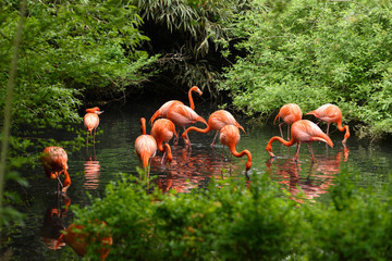 Red flamingo from south America